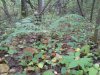 DSC00049.JPG