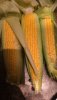 IMG-20240817-WA0010.jpeg