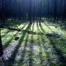 несерый